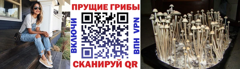Галлюциногенные грибы GOLDEN TEACHER  где купить наркоту  Заинск 